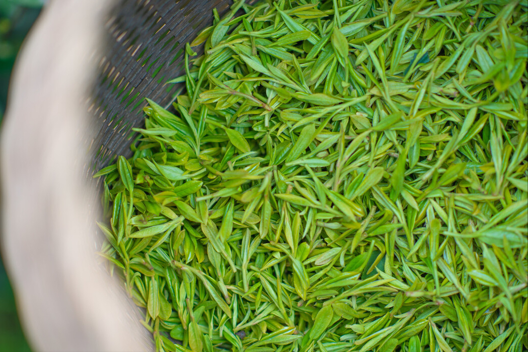 中国有哪些名茶你知道几种(中国十大名茶最新排行榜) 中国有哪些名茶你知道几种(中国十大名茶最新排行榜)
