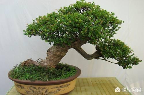 赤楠盆景怎么养 赤楠盆景怎么养？赤楠怎么养才能开花？