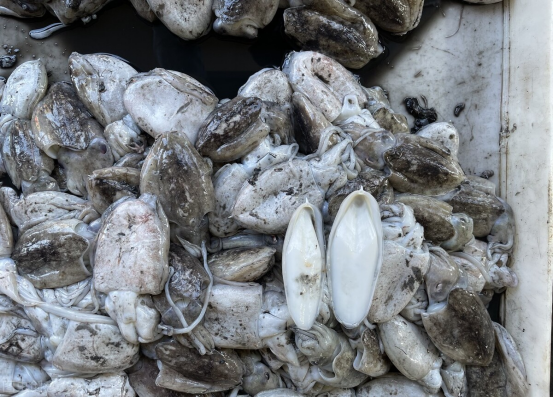 墨鱼的墨汁可以吃吗有价值吗(墨鱼的墨汁成分介绍判定是否可以吃) 墨鱼的墨汁可以吃吗有价值吗(墨鱼的墨汁成分介绍判定是否可以吃)