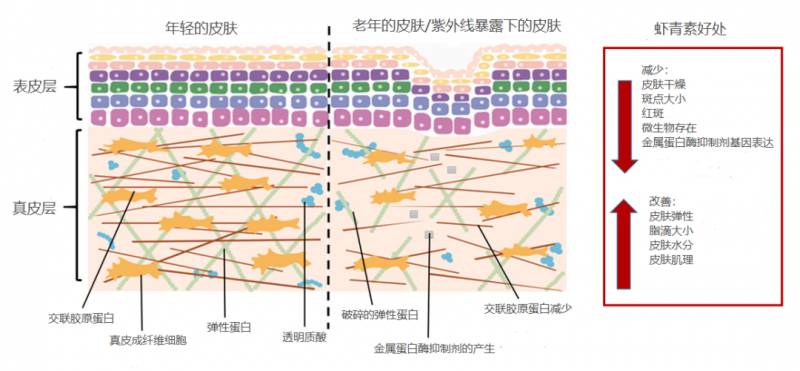 爱尔发虾青素面膜怎么样？爱尔发虾青素面膜功效作用